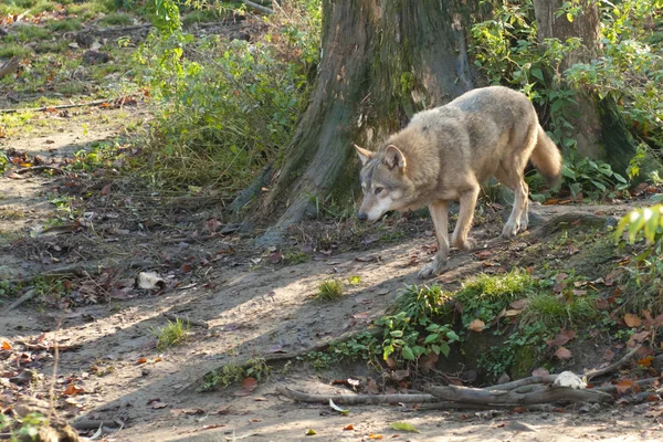 Wilk w lesie — Zdjęcie stockowe