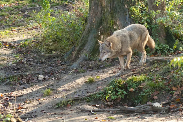 Lobo gris en el bosque —  Fotos de Stock