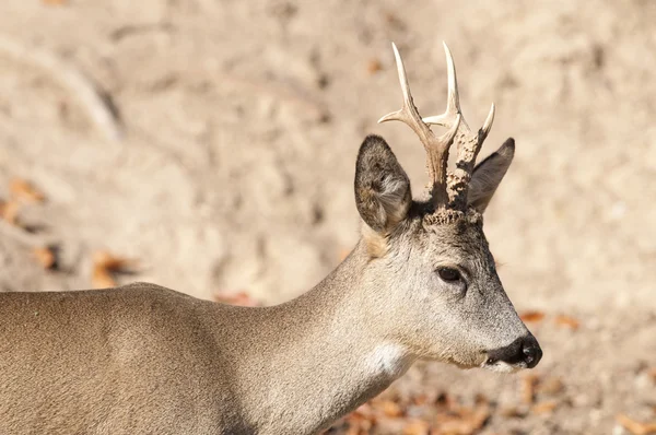 Capriolo maschio — Foto Stock