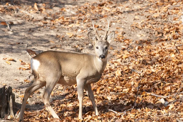 Roe Deer Buck — Stock Photo, Image