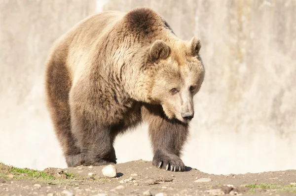 Orso bruno — Foto Stock