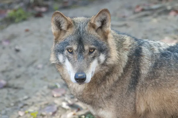 Gray Wolf — Stock Photo, Image