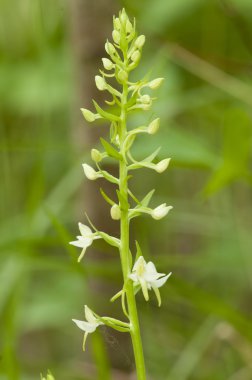 küçük kelebek orkide