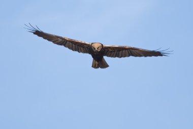 Marsh harrier