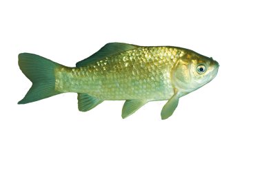 Havuz balığı (Carassius gibelio)
