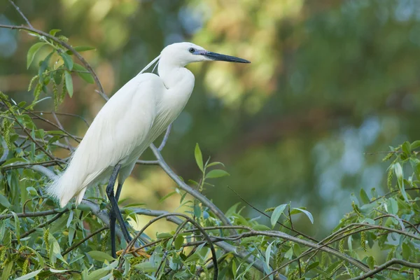 Egret kecil — Stok Foto