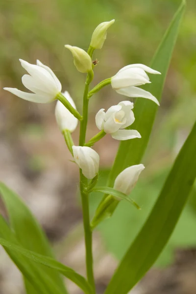 Sword-leaved helleborine — Stock Photo, Image