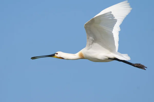 Eurasian Spoonbill — Stock Photo, Image