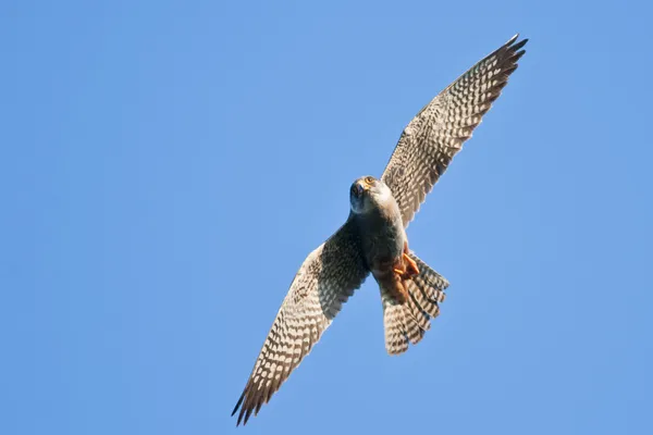 Red Footed Falcon — Stock Photo, Image