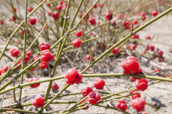 Uva do mar (Ephedra distachya ) — Fotografia de Stock