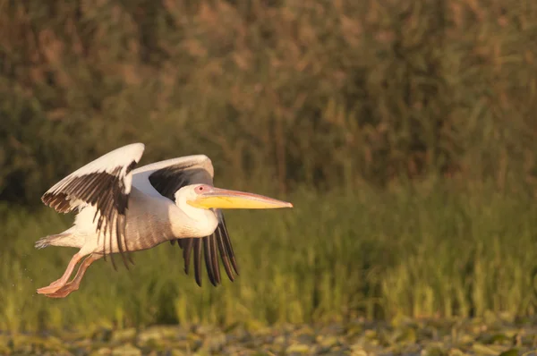 White pelican in flight — Stock Photo, Image