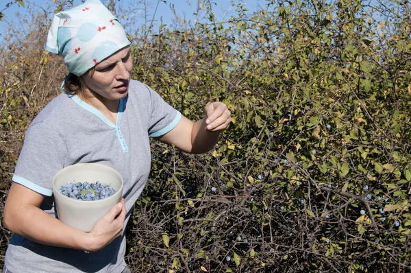 Young Woman picking sloe or blackthorn fruits — Stock Photo, Image