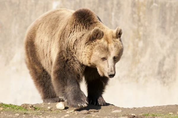 Orso bruno — Foto Stock