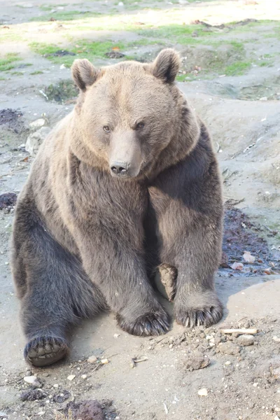 Urso castanho — Fotografia de Stock