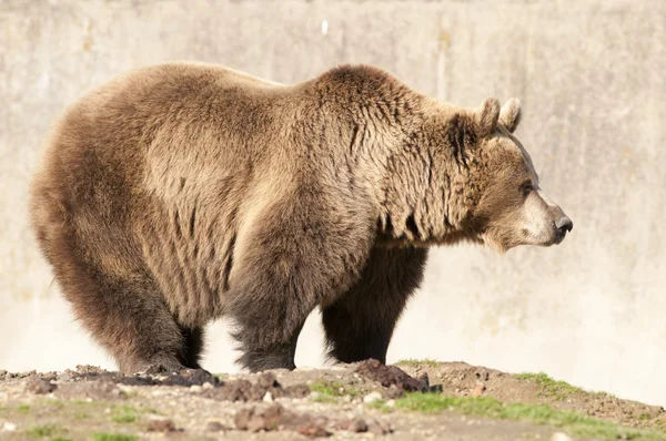 Brown Bear — Stock Photo, Image