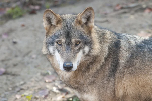 Grijze wolf — Stockfoto