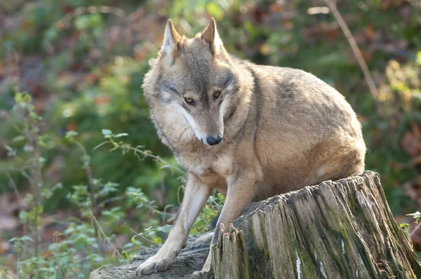 Grauer Wolf — Stockfoto