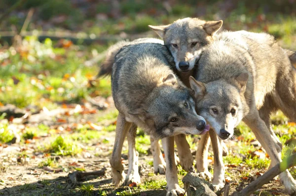 Lobos Cinzentos — Fotografia de Stock