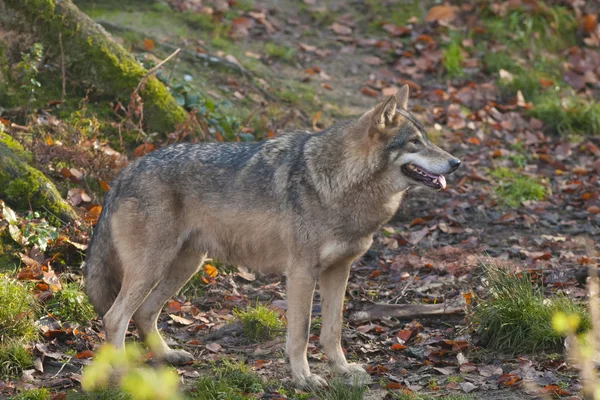 Grauer Wolf im Wald — Stockfoto