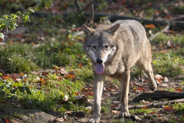 Lobo gris en el bosque — Foto de Stock