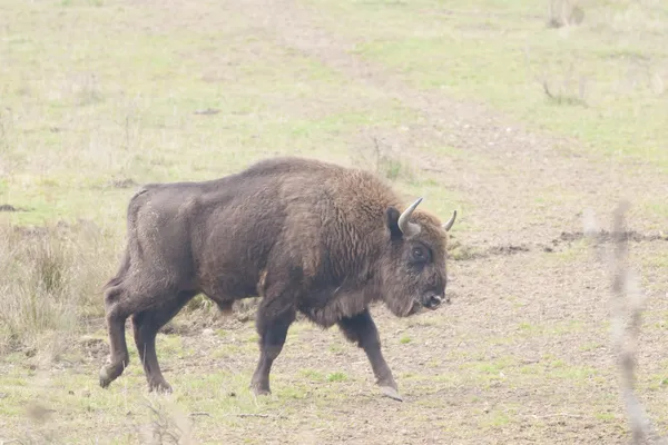 ยุโรป Bison Bull — ภาพถ่ายสต็อก