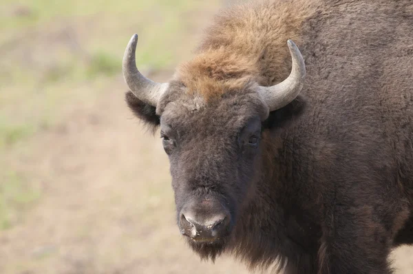 Bisonte europeo — Foto Stock