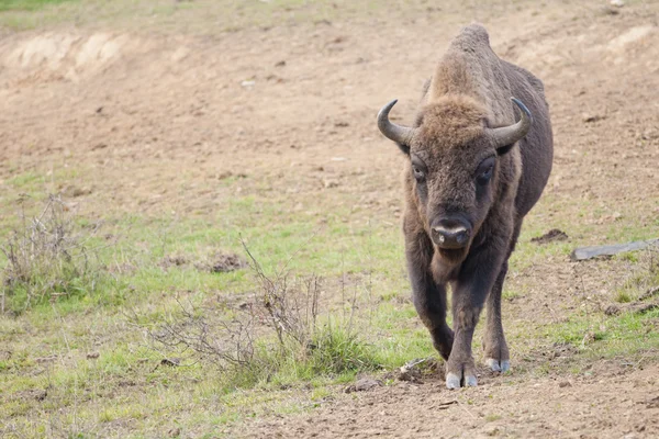 European Bison Bull — Stock Photo, Image