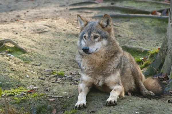 Grijze wolf gelegd — Stockfoto