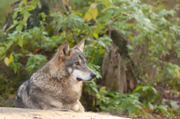 Grijze wolf gelegd — Stockfoto