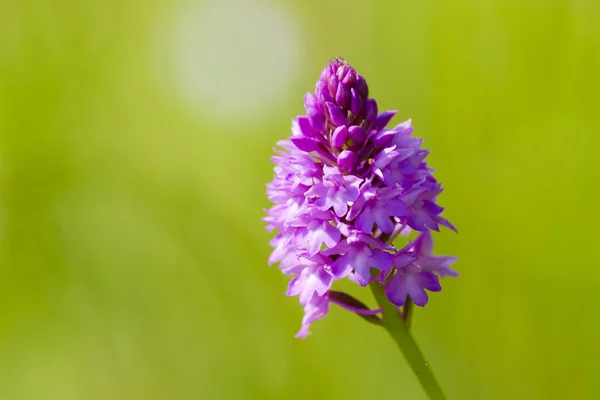 Orquídea piramidal — Foto de Stock