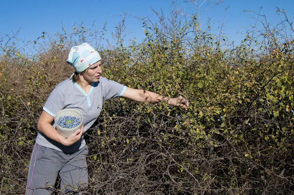 Young Woman picking sloe or blackthorn fruits — Stock Photo, Image