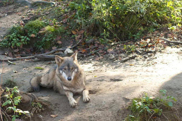 Loup gris couché — Photo