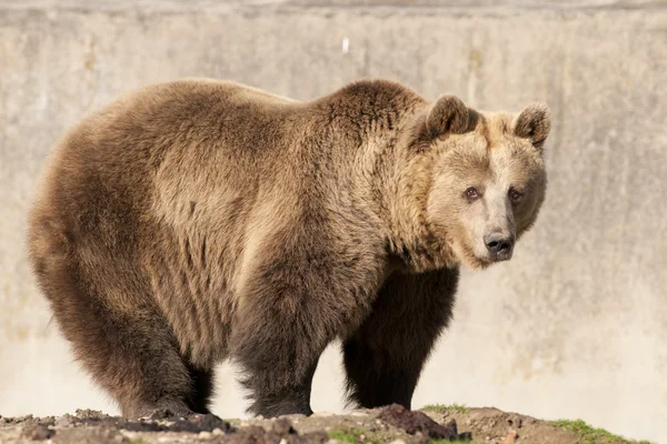 Orso bruno — Foto Stock