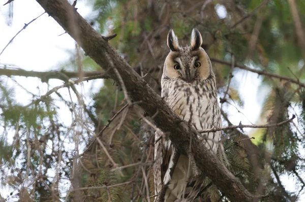 Long-eared Owl in a tree — Stock Photo, Image