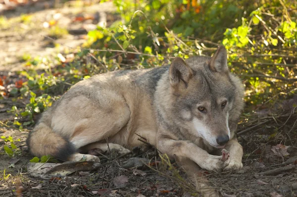 Lobo gris acostado — Foto de Stock