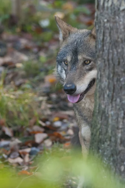 Gray Wolf — Stock Photo, Image