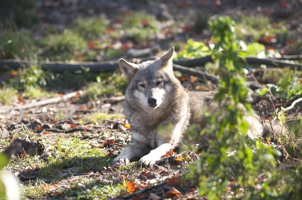 Grauwolf gelegt — Stockfoto