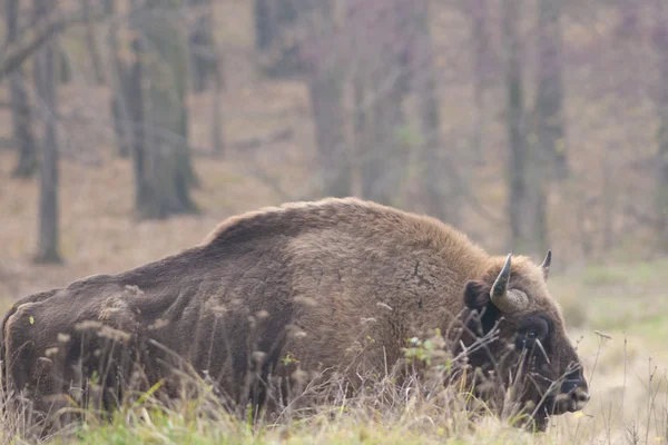 Europese bizon stier — Stockfoto
