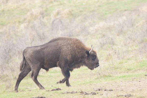 ยุโรป Bison Bull — ภาพถ่ายสต็อก