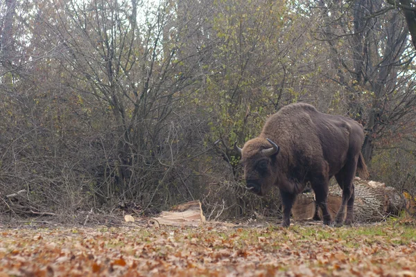 Bisonte europeo Hombre — Foto de Stock