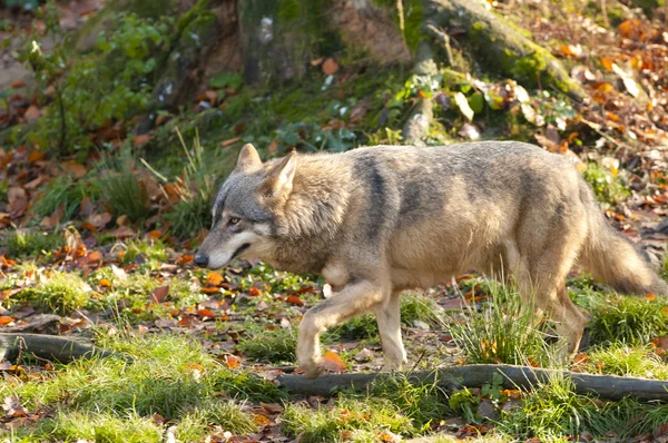 Grauer Wolf im Wald — Stockfoto