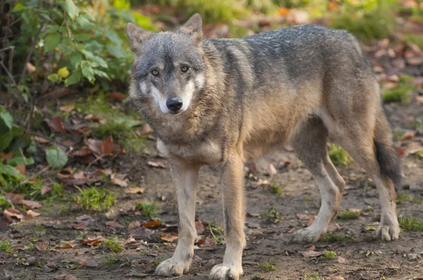 Lobo gris en el bosque — Foto de Stock