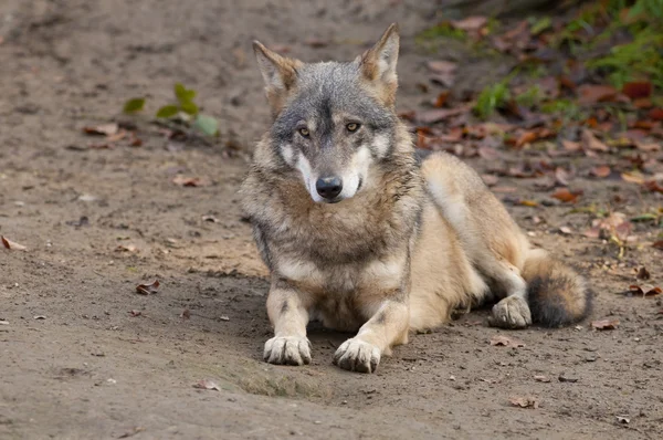 Lobo gris acostado — Foto de Stock