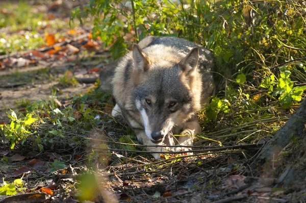 Grijze wolf — Stockfoto