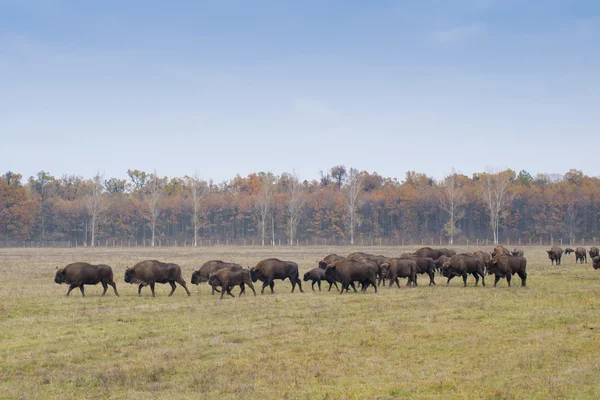 Ευρωπαϊκή bison αγέλη Εικόνα Αρχείου