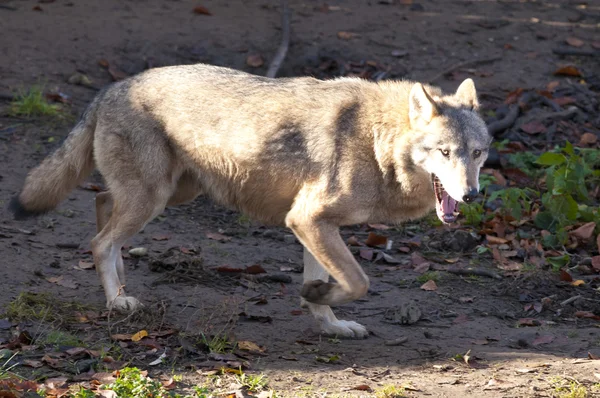 Gray Wolf in forest Stock Image