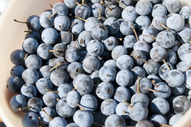 sloes taze hasat
