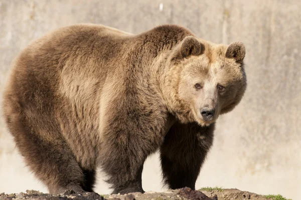 Orso bruno — Foto Stock