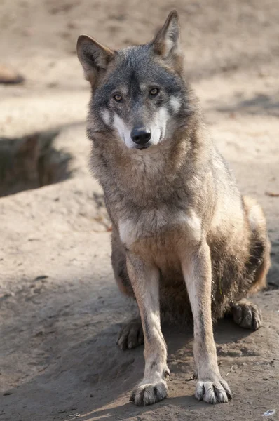 Grijze wolf zitten — Stockfoto