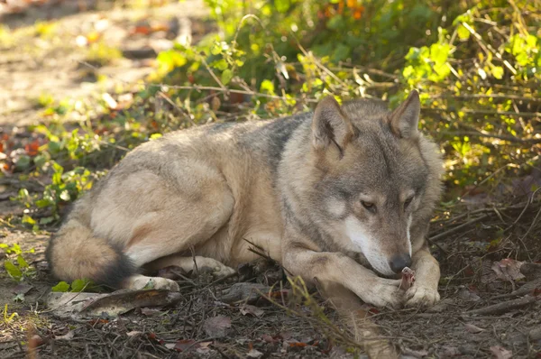 Lobo gris acostado — Foto de Stock